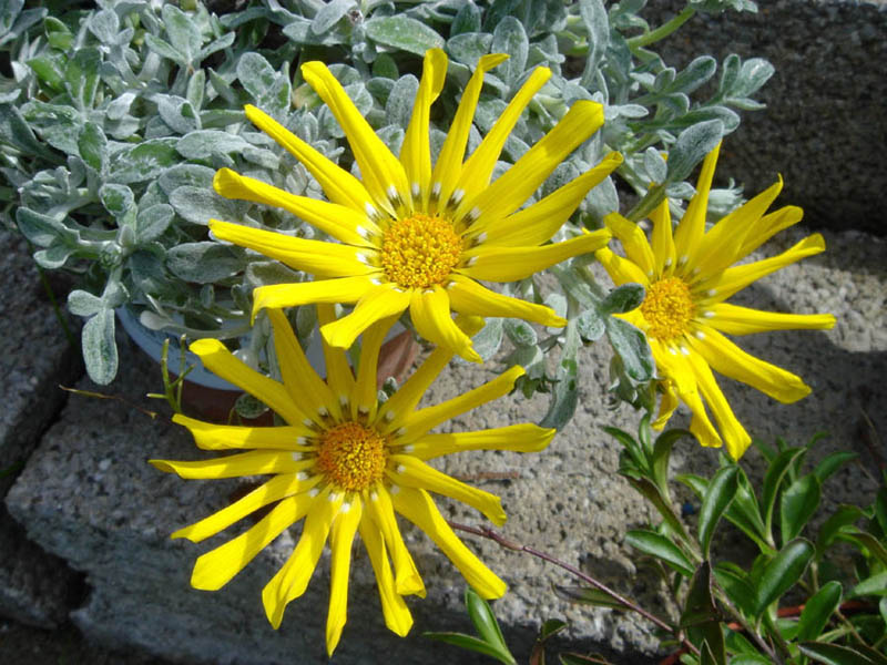 Gazania rigens var leucolaena en fleurs sur les dunes littorales d'Afrique du Sud